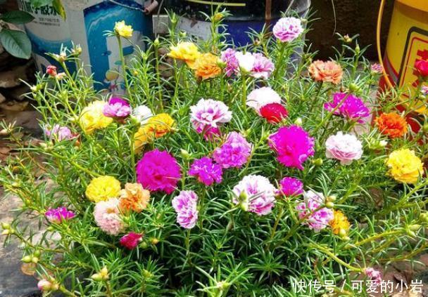 它叫“半枝莲”,开花似“牡丹”,撒一把种,开一片“五彩花”