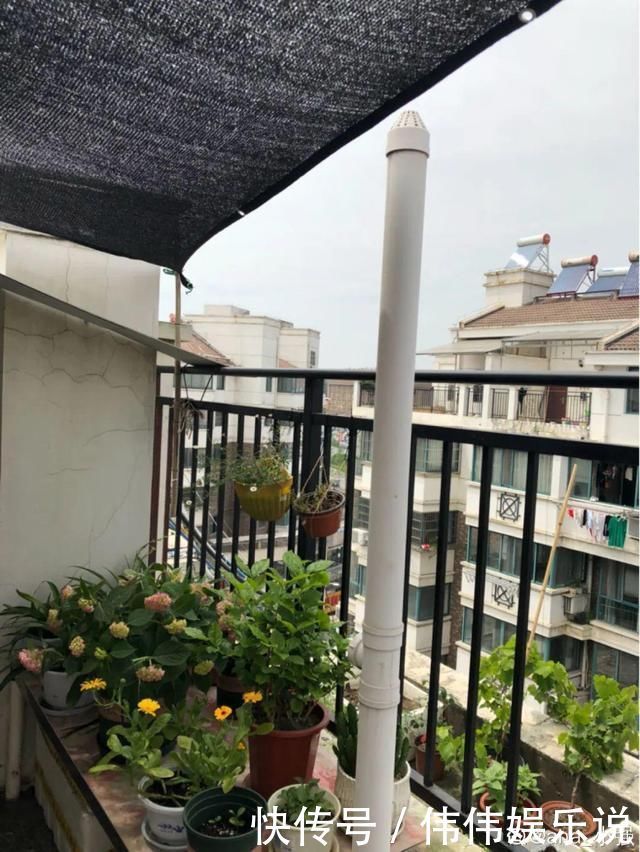 地方|夏天养花,这个地方千万别摆,否则3天死翘翘