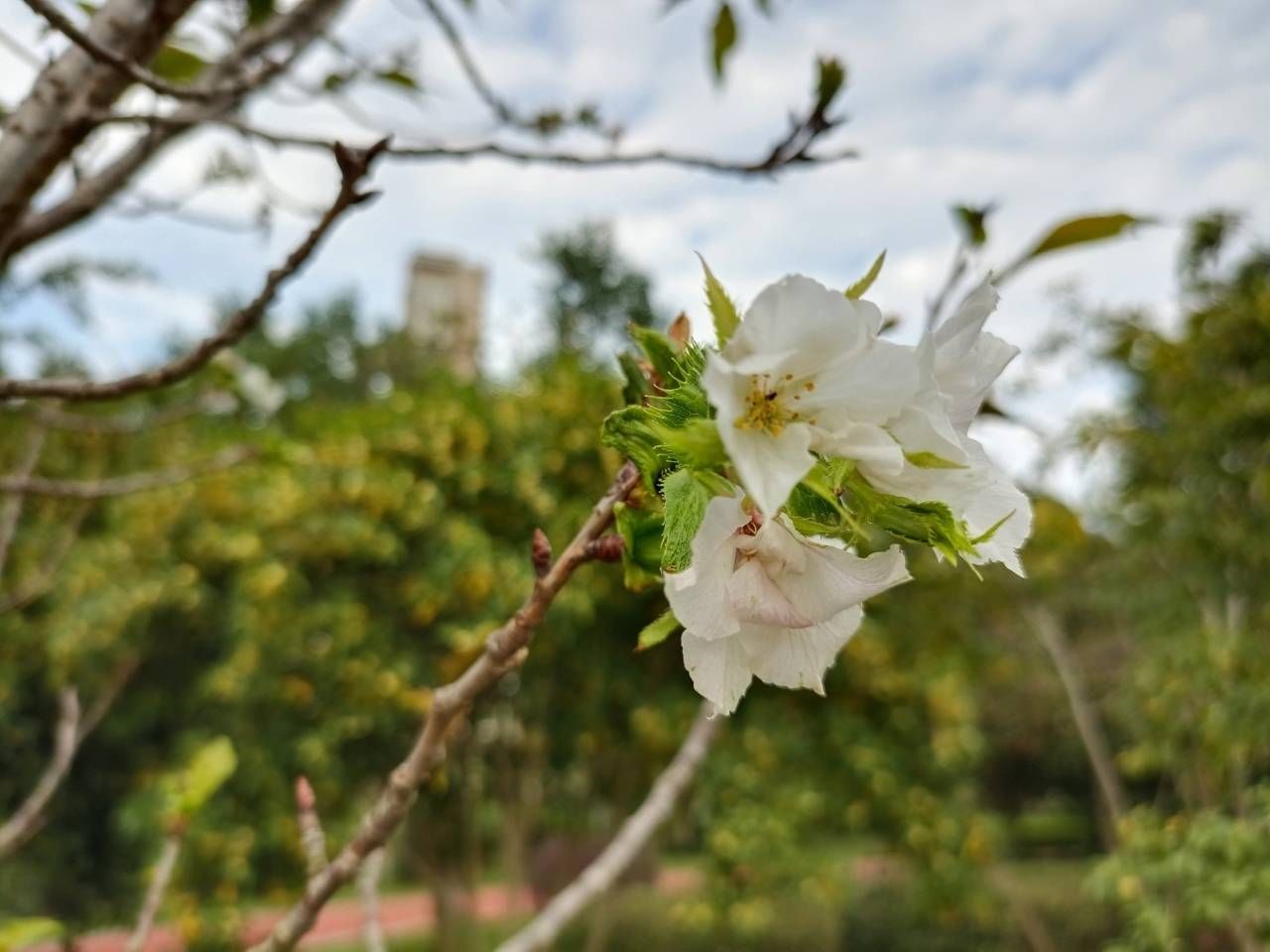 桂花|桂花飘香季 春花竟来争艳