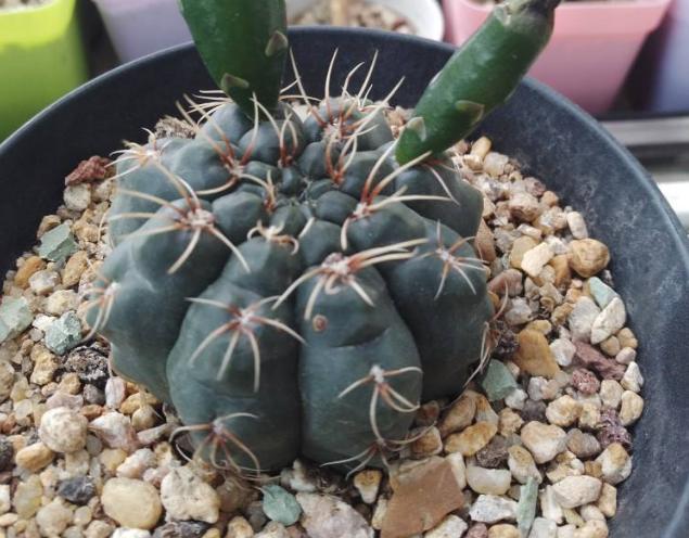 养仙人球绯花玉，少浇水多见光，开花又结种子，养出一大堆