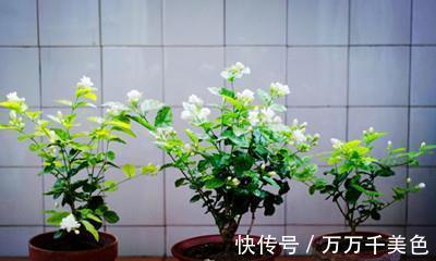 知识|茉莉基本的养护知识你知道多少，也难怪你养不好茉莉