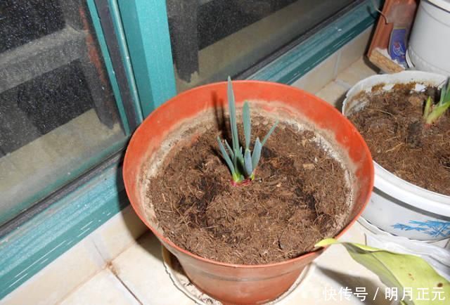 降糖|三伏天多吃洋葱，吃对了降糖、护血管，聪明的人连洋葱根都不放过