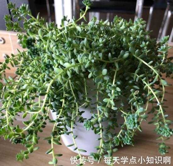 去年12月入手的姬星美人,养了2个月,就徒成这样,该怎么办!