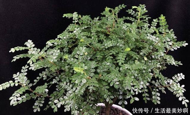 老家村里都不点蚊香原来家家户户都养这种“草”,好看耐活不贵!