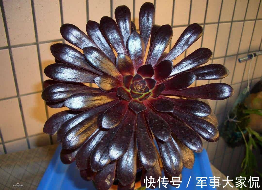 玫瑰|黑色禁欲系“玫瑰”黑法师,季节轮回,养殖当遵从不同的法则