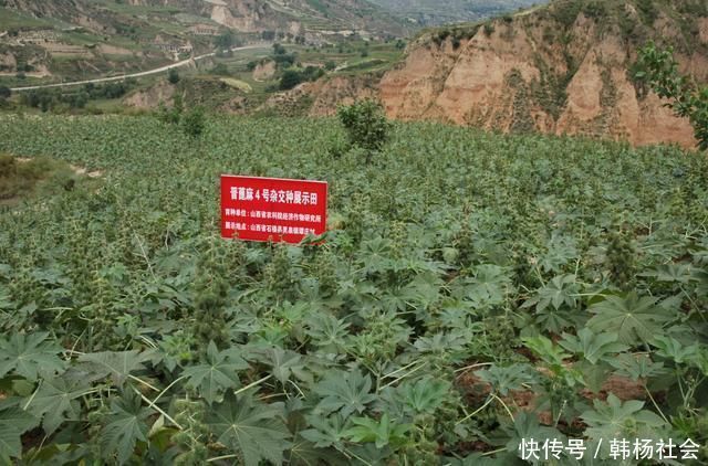 农村随处可见的蓖麻,竟然做成了生化武器,而且原理很简单