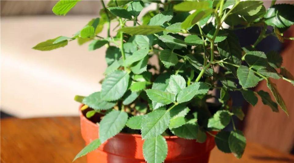 盆栽|往盆栽中滴几滴这个,月季、栀子等再也没有黄叶过