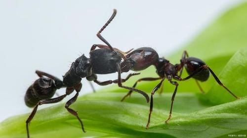 对抗|健身之后，是不是身体对抗能力也能提高？那得看你练了什么！