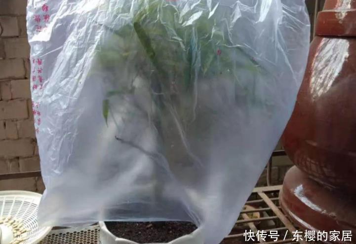 塑料袋是好东西，养花经常用到，它有3个“妙用”，新手牢记！