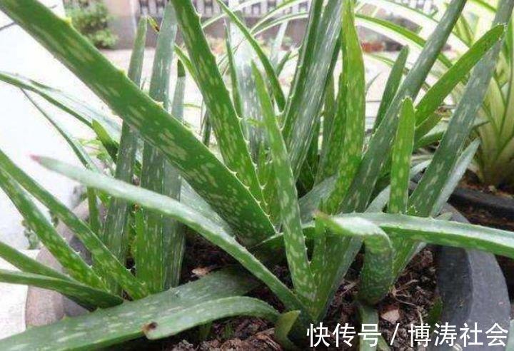 三氯乙烯|客厅最适合养上4种花,叶子油绿、吸甲醛,植株漂亮上档次