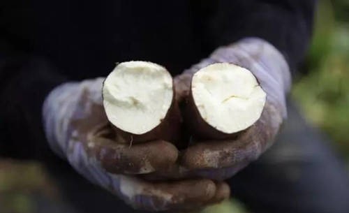 性命|父子冒着丢掉性命的风险,从国外带回一件宝物,救活了无数中国人