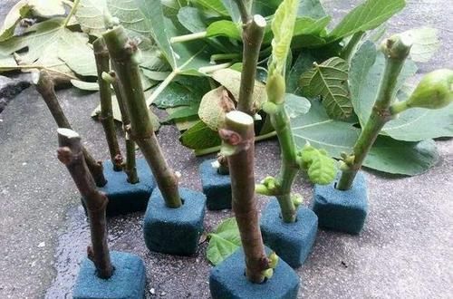  生根|月季花、三角梅掐根枝，埋进土里就生根，自己一盆能变好几盆