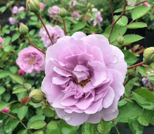  稀有|最值得养的月季，花色稀有，开花量大，一开就是300天，从不生病