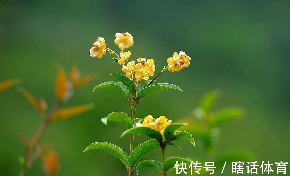 丹桂|牛背一笛催日落，稻花十里漫秋香。《秋香》对联47副