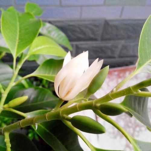 1种“香水”花，比茉莉美、比桂花香，一年开花200天，一盆香满屋