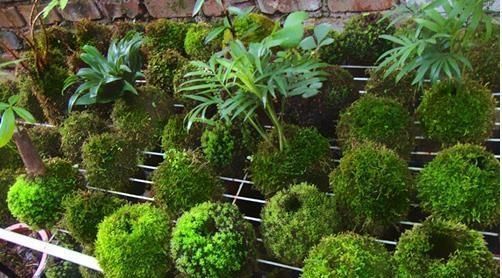 苔藓|路边常见的“它”，挖一块铺花盆里，不花一分钱，15天后收获惊喜