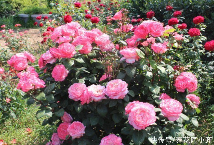 花苞|如果你养着月季，想要秋季连续开爆，按照三步走，最少开2次