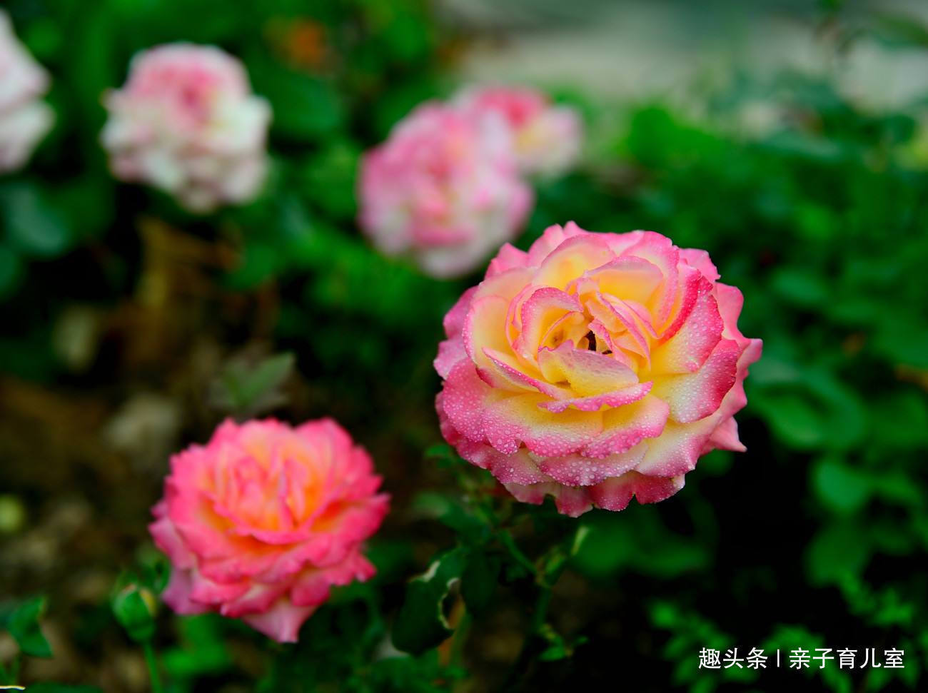 喜欢玫瑰,就养盆“玫瑰精品”亨德尔玫瑰,花开饱满,美丽诱人!