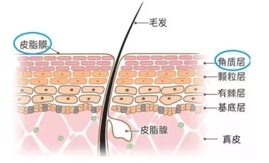 角质层|孕期不护妆，孕后老三岁？那就等着“被离婚”吧！