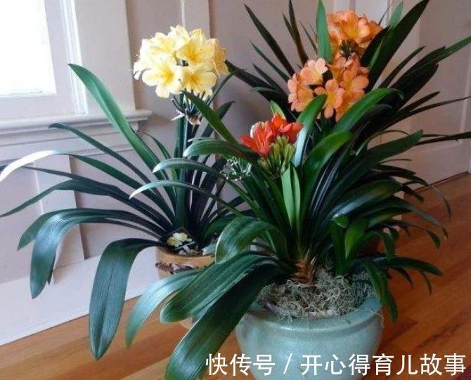 植株|想要君子兰开花多不夹箭,一定要“喂饱”它,吃饱了才能不断开花