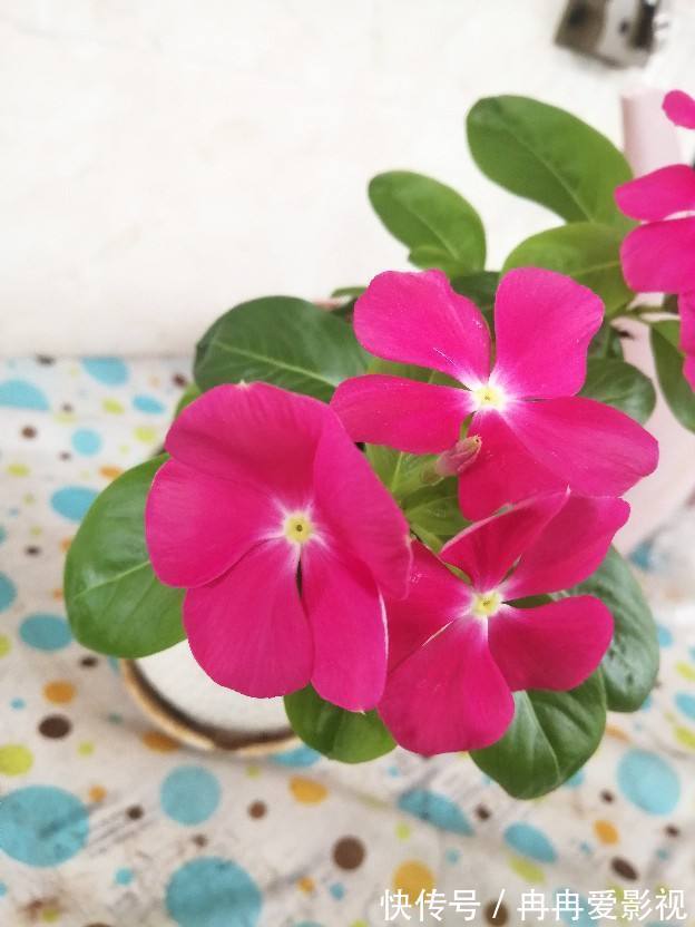 秋季养花大合集,30种花,你想要的我全有!