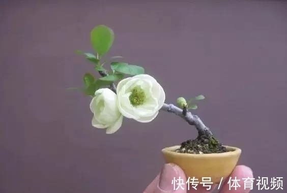 黄杨|微型盆景越来越受欢迎,这里是它们的“集中营”,都是你想知道的