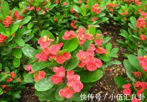 叶片|4种“四季花”，好养又漂亮，一年至少能开300天，值得拥有