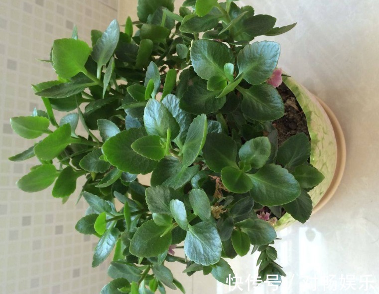 长寿花“沉默”不开花,剪下2根“重要枝”,1盆的花朵顶两盆