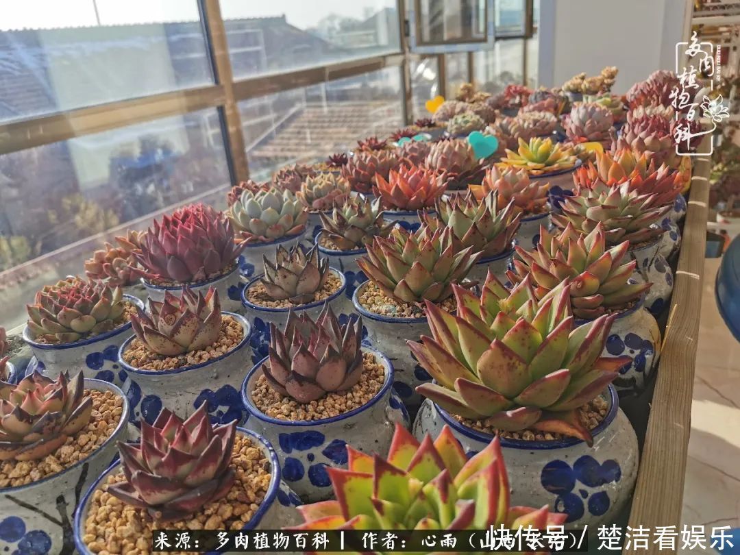 三色堇|懂得珍惜的人,才值得拥有更多美好的事物!养多肉也是如此!