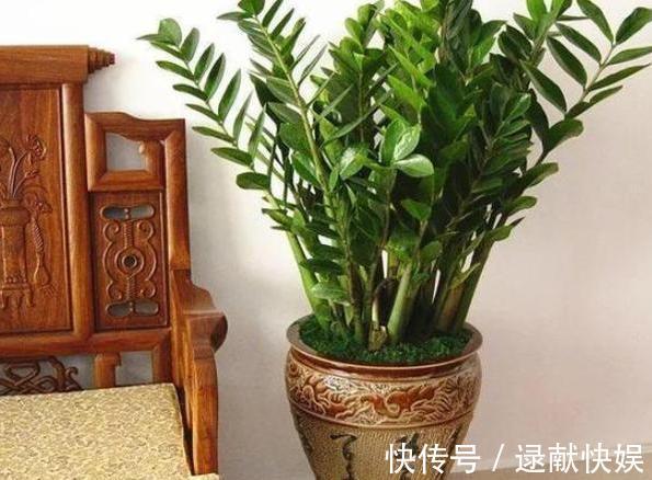 喜欢养殖花草植物，怕管理难新手扦插此3种分分钟收获多盆