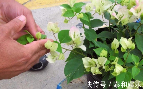 枝丫|最爱开花的三角梅,被养得花量稀少,快做好3件事,之后花开满盆