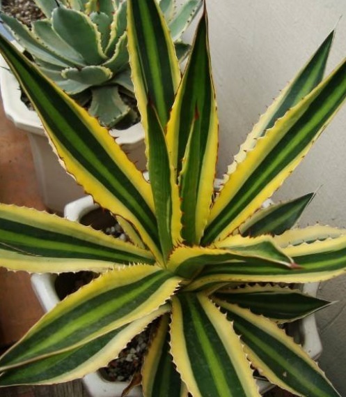 铁树|五种“镇宅花”,听名字就很“霸气”,关键还好养