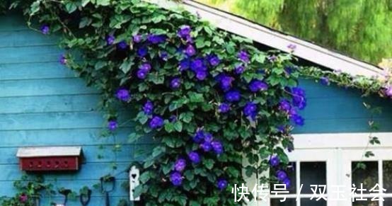 同样是在阳台养花,为什么别人养的那么好,我却养一盆死一盆