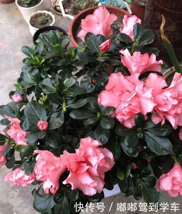 公认“最难养”的3种花，养一盆死一盆，看看你家有没有！