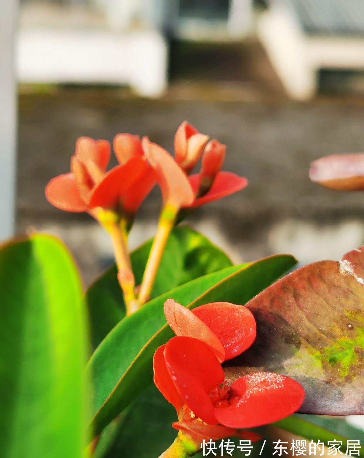 太阳|夏天养护5种花,大太阳下也别躲,越晒越爆盆