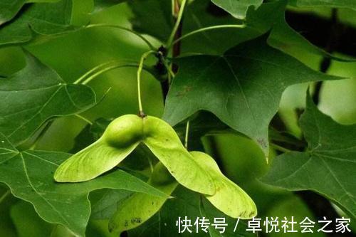 长寿|长寿的老人脸上通常有5大共性,你若占其中之一,儿女都偷着乐!