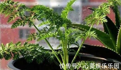 胡萝卜素|3种蔬菜,被称为“补血菜”,阳台盆栽上几盆,足足吃一年!