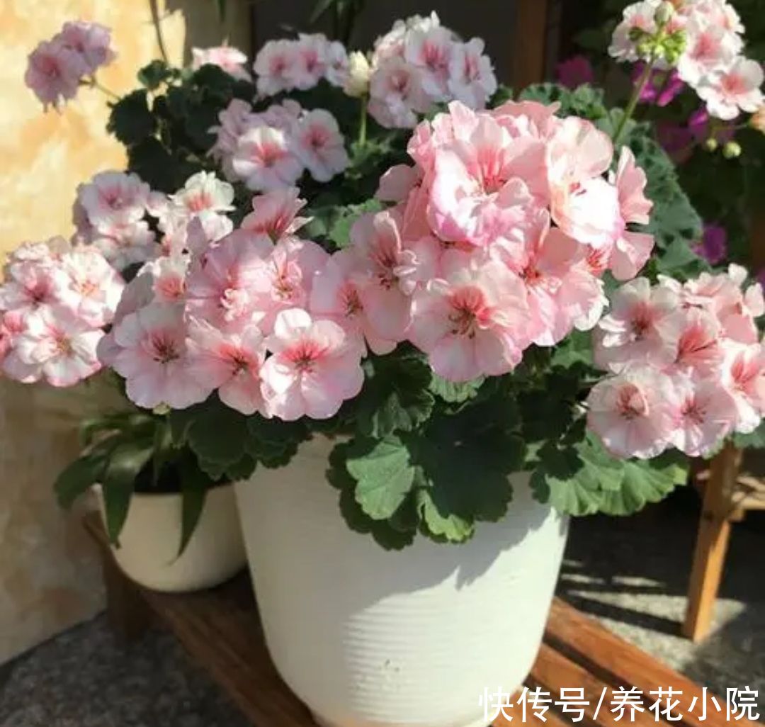 7种“懒人花”,养起来省心,开花还漂亮