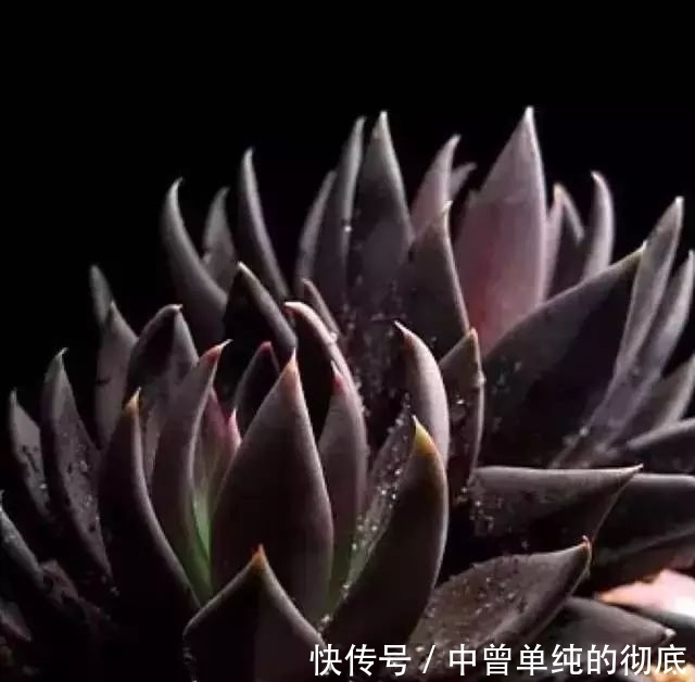 夜皇后|盘点：20种世界上最黑的花，黑的美，黑的妙，黑的呱呱叫