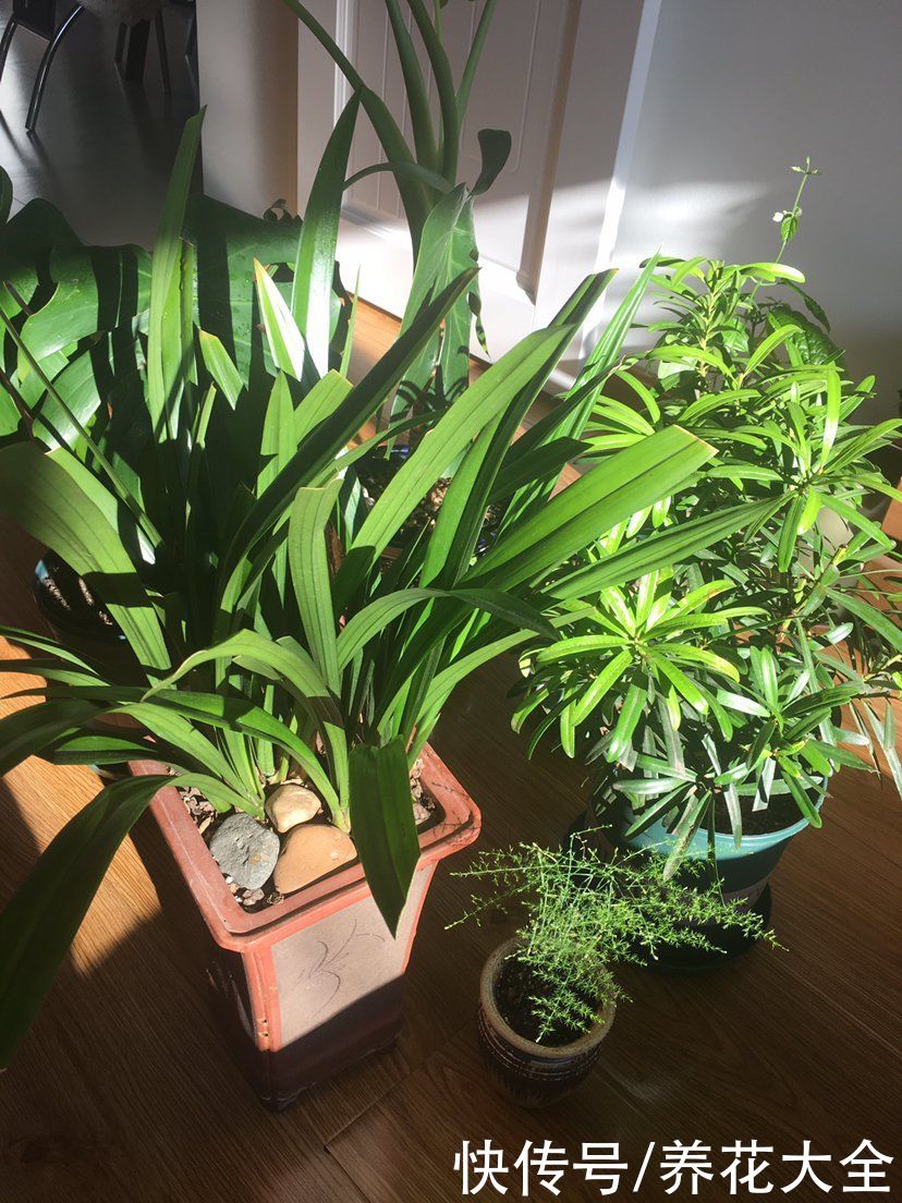 刚买回家的花，花市老板都让浇水，到底什么原理？