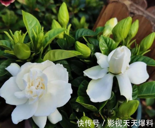 秋天4种花别着急“修剪”,当年长得枝条都是花,剪了就不开花!