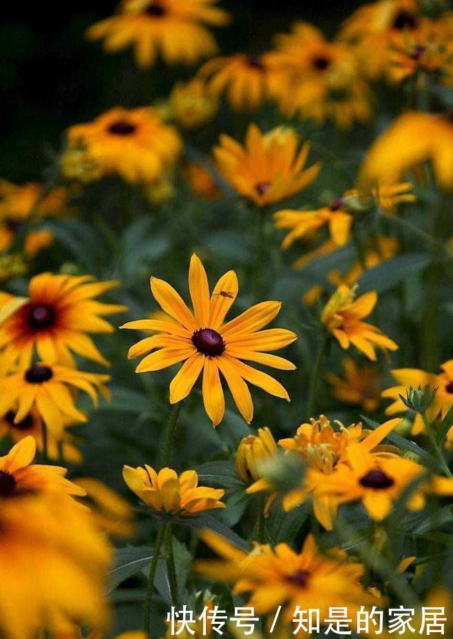 成群|路边成群盛开的黑心菊太美了,怎么养在院子里?养护技巧教给你