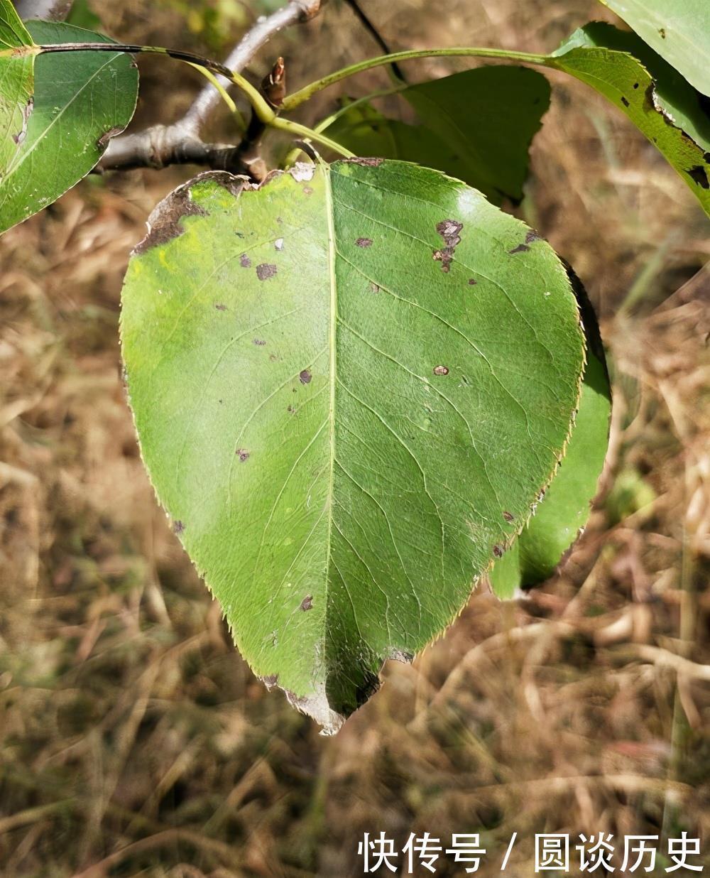  花养成光杆，是什么原因造成的，如何补救？