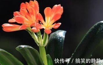 君子兰|家养君子兰就是不开花!这是为什么?养护专家这样说!