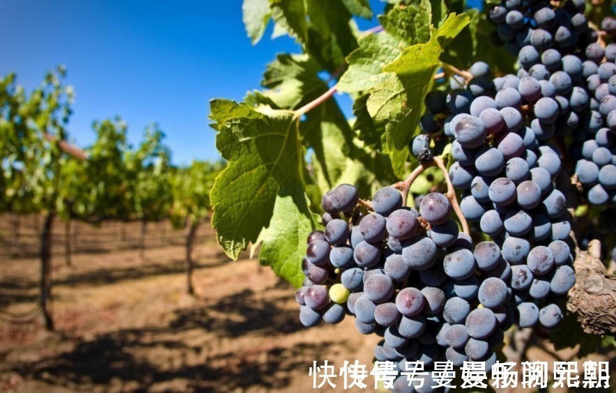 高血压患者|高血压人群,三种水果要少碰,很多人都忽视,血压容易上涨