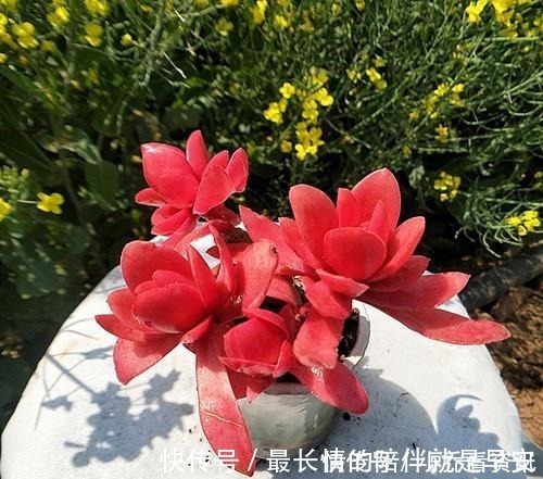 多肉|多肉在夏天，怎么晒太阳很多人弄反了，总是养不活