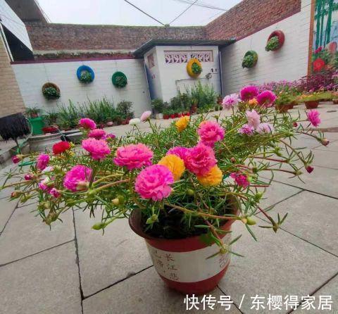 霜降|太阳花开花少,试试这个方法,花比叶多,开花到霜降