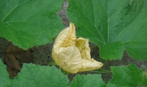 吃这种瓜可以消肿,而且价格不贵,又便宜又好吃