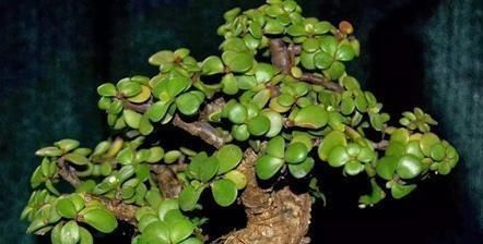 施肥|想养盆景就选“它”,一根“小枝条”,变成大“盆景”,只需一年