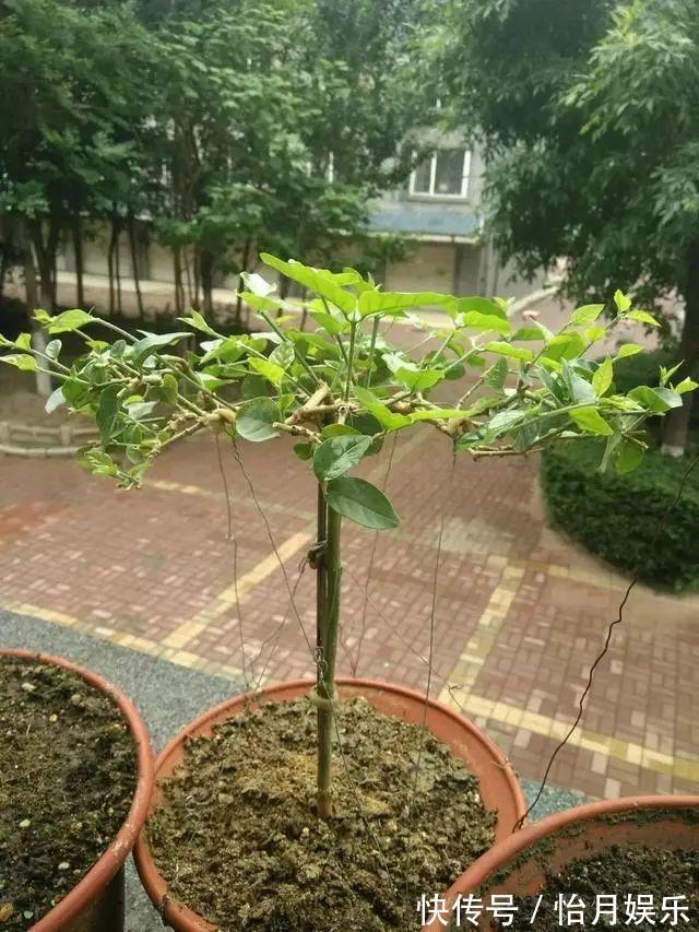 花也能成精,养成巨无霸,一次开花50朵,比小孩还高!